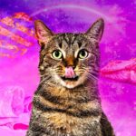 I migliori cibi per gatti