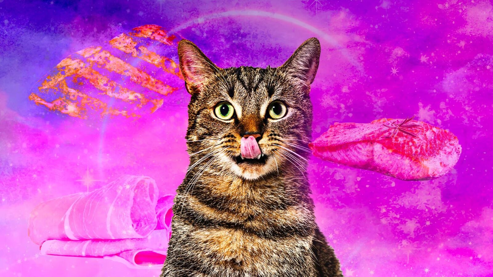 I migliori cibi per gatti