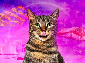 I migliori cibi per gatti
