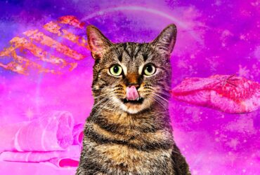 I migliori cibi per gatti