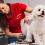 Toelettatura cane bianco in salone con spazzola e tosatrice