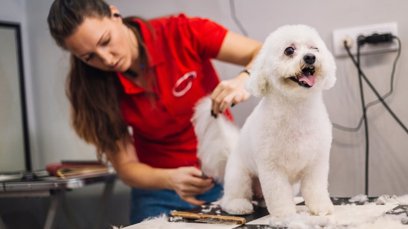 Toelettatura cane bianco in salone con spazzola e tosatrice