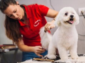 Toelettatura cane bianco in salone con spazzola e tosatrice