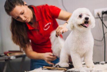 Toelettatura cane bianco in salone con spazzola e tosatrice