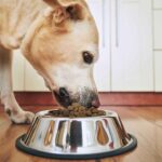 Miglior cibo per cani: la guida definitiva per chi ama davvero il proprio amico a quattro zampe