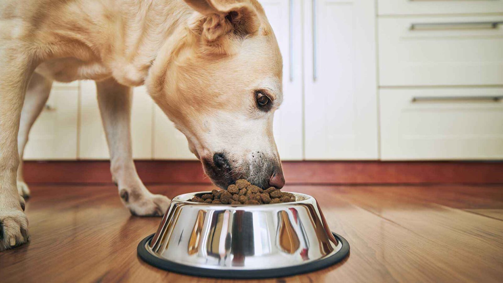 Miglior cibo per cani: la guida definitiva per chi ama davvero il proprio amico a quattro zampe