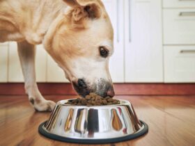 Miglior cibo per cani: la guida definitiva per chi ama davvero il proprio amico a quattro zampe