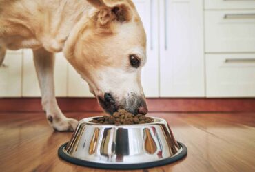 Miglior cibo per cani: la guida definitiva per chi ama davvero il proprio amico a quattro zampe