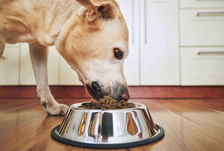 Miglior cibo per cani: la guida definitiva per chi ama davvero il proprio amico a quattro zampe