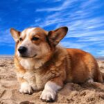 Cane al mare