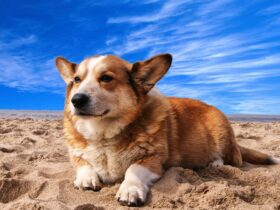 Cane al mare