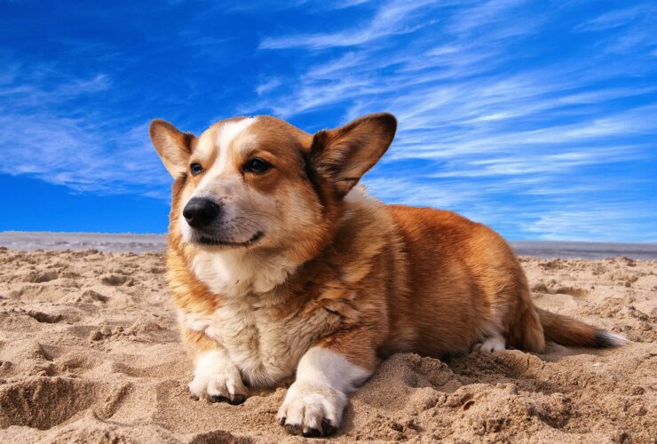 Cane al mare