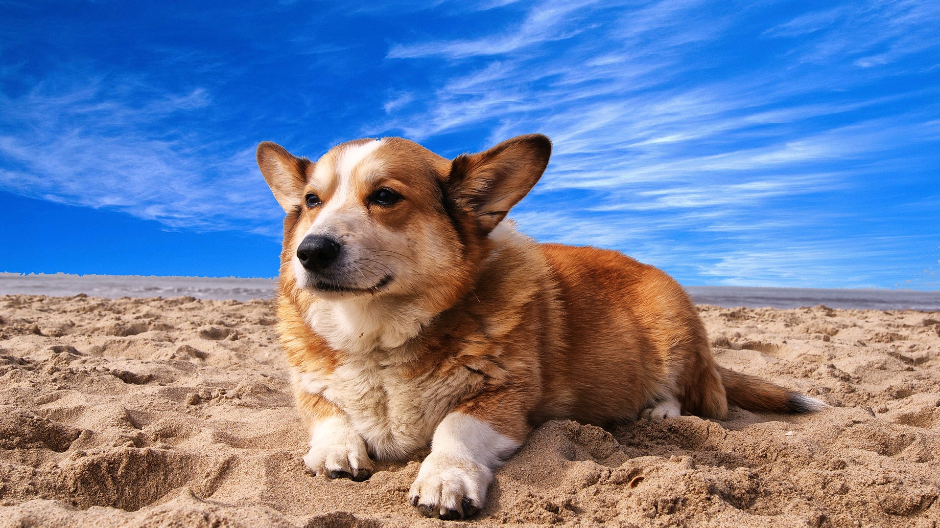 Estate al mare con il tuo cane? Ecco cosa sapere tra regole, diritti e spiagge pet friendly